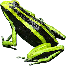 Green Trivittatus Frog